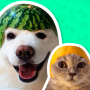icon Animal Stickers for WhatsApp (Animal Stickers per WhatsApp
)