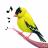 icon Bird Calls(Chiamate, suoni e suonerie di uccelli) 13.2.1