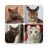 icon Cats(Cat Breeds Quiz - Game about C
) 1.0