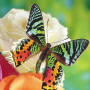 icon Butterflies Jigsaw Puzzles (Puzzle di farfalle)