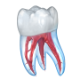 icon Dental Illustrations(3D Illustrations)