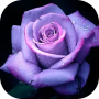 icon Roses images GIFs - Flowers HD (Rose immagini GIF - Fiori HD
)