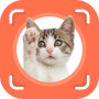icon Cat Identifier(Identificatore di gatto - Cat Scanner
)