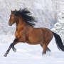 icon Horses Live Wallpaper (Sfondo animato cavalli)