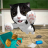 icon Cat Sim(Cat Simulator - Storie di gattini) 5.0.8