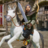 icon com.fgs.osman.ghazi.mount.blade.fighting(Osman Ghazi 22: Fighting games) 1