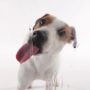 icon Dog Licks Screen Wallpaper (Sfondo per lo schermo per cani lecca)