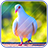 icon Pigeon Wallpaper(Sfondo di piccione carino) 6.1