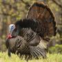 icon Turkey Calls(Chiamate della Turchia)