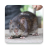 icon Bandicoot Rat Sounds(Voice to Noo Puk,) 2.6