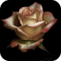 icon Roses and Flowers Gifs(Fiori e rose Immagine HD Gif
)