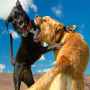 icon Wild Dog Fighting Sim Angry Dog Fight Competition (Wild Dog Fighting Sim Angry Dog Fight Competition
)