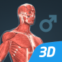 icon Human body male educational VR 3D(Corpo umano (maschile) Scena 3D)