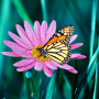 icon Butterflies Live Wallpaper(Farfalla live wallpaper)