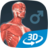 icon Human body male educational VR 3D(Corpo umano (maschile) Scena 3D) 1.30
