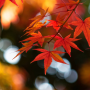 icon Autumn Leaf Fall Wallpaper(Sfondo autunnale)