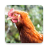 icon Chicken Sounds(Suoni di pollo) 2.2