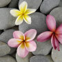 icon Stones in Water Live Wallpaper