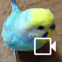 icon Budgerigar Camera for Parakeet (Budgerigar Sounds per Parrocchetto)