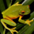 icon Frog Jigsaw Puzzles(Rane Jigsaw Puzzles) 2.12.10