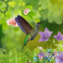 icon Hummingbirds live wallpaper(Carta da parati colibrì)