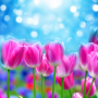 icon Spring Flowers Live Wallpaper(Spring Flower Live Wallpaper)