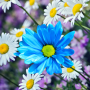 icon Daisies Flowers Live Wallpaper (Fiori margherite Live Wallpaper)