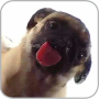 icon Dog Licker Live Wallpaper FREE (Cane Licker Live Wallpaper GRATIS)