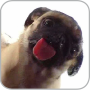 icon Dog Licking Live Wallpaper (Cane Licker Live Wallpaper GRATIS)