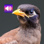 icon Thai Bird Sounds(Uccello thailandese: suoni e suonerie)