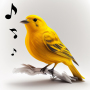 icon Bird Calls, Sounds & Ringtones (Chiamate, suoni e suonerie di uccelli)