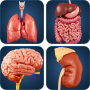 icon Organ Anatomy(Anatomia dei miei organi)