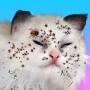 icon Cat Makeover()
