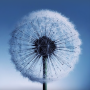 icon Dandelion(Dandelion Live Wallpaper)