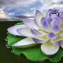 icon Lotus Flower Wallpapers(Sfondi di fiori di loto)