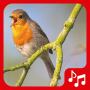 icon Sounds of birds. Songs and bird tones(Suoni degli uccelli. Belle canzoni.)