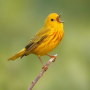 icon Bird Soundboard(Suoni e suonerie di uccelli)