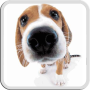 icon Dog Licks Screen LWP (SCHERMO DI LICCHINE DEL CANE LWP FREE)