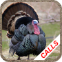 icon Turkey Calls(La caccia alla Turchia chiama)