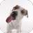 icon Dog Licks Screen Wallpaper(Sfondo per lo schermo per cani lecca) 23.0