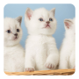 icon Kittens Live Wallpaper(Gattini Live Wallpaper)