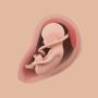 icon Mommy Womb - Pregnancy Tracker ()