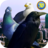 icon City Birds Simulator 1.2