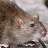 icon Mouse and Rat(Topo e ratto: suoni, suonerie) 2.4