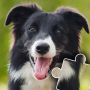 icon Dogs & Cats Puzzles for kids (Cani e gatti Puzzle per bambini)