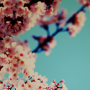 icon サクラノスタルジー　+HOME着せ替えテーマ (Shimbun Sakura Nostalgia + tema HOME)