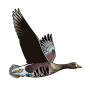 icon Birds of Ireland Field Guide