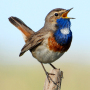icon Birds of Russia Songs & Calls (Birds of Russia Songs Calls)