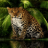 icon com.dakshapps.angryforestleopard(Angry Forest Leopard LWP) 2