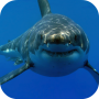 icon White Shark HD Video Wallpaper(Sfondo video HD di squalo bianco)